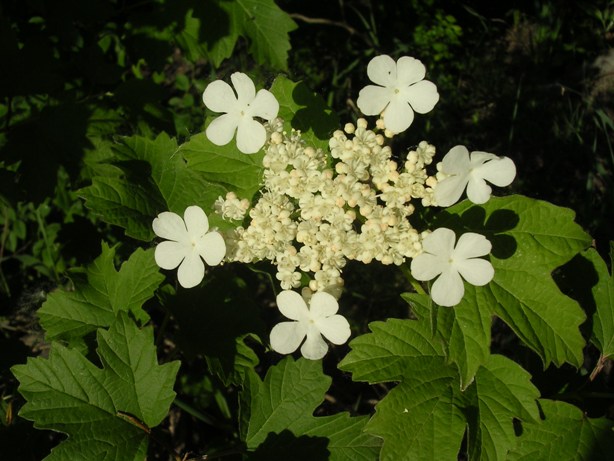 Compositae: fiori nel 